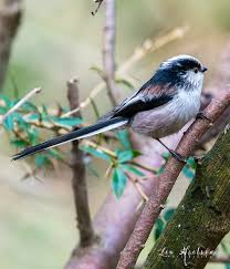 Attēlu rezultāti vaicājumam “Aegithalos caudatus”