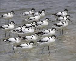Attēlu rezultāti vaicājumam “Recurvirostra avosetta”