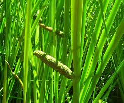 Attēlu rezultāti vaicājumam “Acorus calamus leaf”