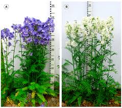 Attēlu rezultāti vaicājumam “Polemonium caeruleum”