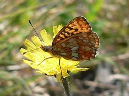Attēlu rezultāti vaicājumam “Clossiana euphrosyne underside”