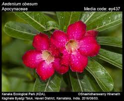 Attēlu rezultāti vaicājumam “Apocynaceae”