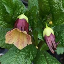 Attēlu rezultāti vaicājumam “Scopolia carniolica flower”