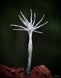 Attēlu rezultāti vaicājumam “Xylaria”