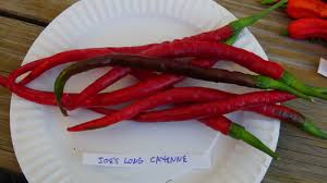 Afbeeldingsresultaat voor joe long cayenne hot pepper