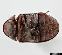 Attēlu rezultāti vaicājumam “Anobiidae”