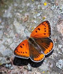 Attēlu rezultāti vaicājumam “Lycaena dispar”