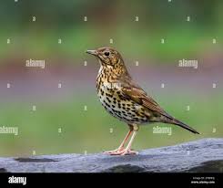 Attēlu rezultāti vaicājumam “Turdus philomelos”