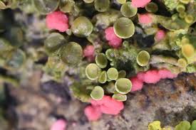 Attēlu rezultāti vaicājumam “Illosporiopsis christiansenii”