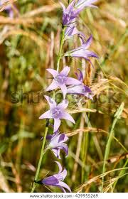 Image result for Campanula rapunculus