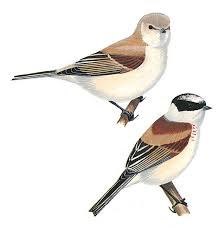 Attēlu rezultāti vaicājumam “Remiz pendulinus adult”