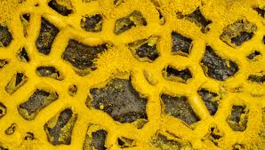 Attēlu rezultāti vaicājumam “Hemitrichia clavata stalked”