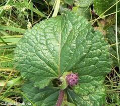 Attēlu rezultāti vaicājumam “Salvia verticillata leaf”