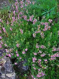 Image result for Hyssopus officinalis
