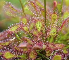Attēlu rezultāti vaicājumam “Drosera intermedia”