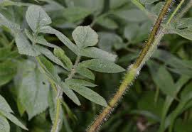 Attēlu rezultāti vaicājumam “Chaerophyllum aromaticum”