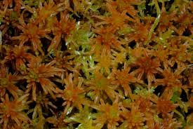 Attēlu rezultāti vaicājumam “Sphagnum angustifolium”