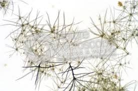 Attēlu rezultāti vaicājumam “Verbascum nigrum leaf”