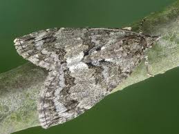 Attēlu rezultāti vaicājumam “Hydriomena impluviata”