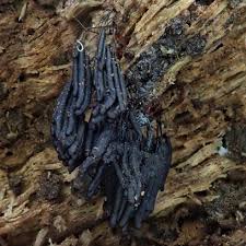 Attēlu rezultāti vaicājumam “Stemonitis fusca spores”