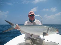 Image result for Chanos chanos