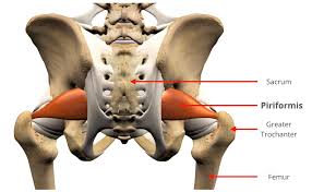 Attēlu rezultāti vaicājumam “Cribraria piriformis”