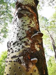Attēlu rezultāti vaicājumam “Phellinus tremulae”