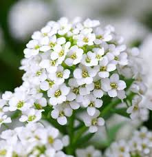 Image result for Alyssum diffusum