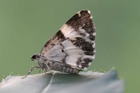 Attēlu rezultāti vaicājumam “Spargania luctuata”