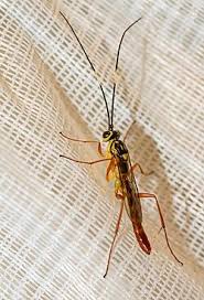 Attēlu rezultāti vaicājumam “Ichneumonidae”