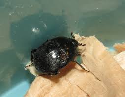 Attēlu rezultāti vaicājumam “Histeridae”