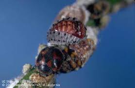 Attēlu rezultāti vaicājumam “Scardia boletella pupa”