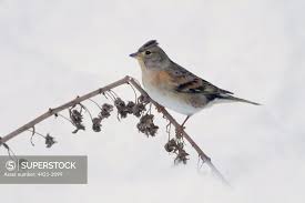 Image result for Fringilla montifringilla