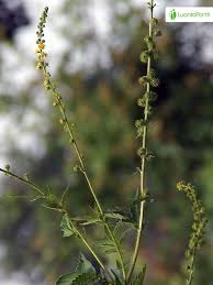 Attēlu rezultāti vaicājumam “Agrimonia pilosa bud”