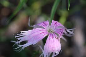 Image result for Dianthus superbus