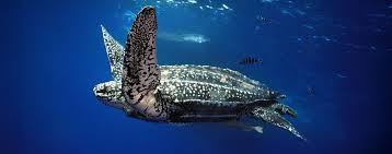 Image result for Dermochelys coriacea