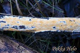 Attēlu rezultāti vaicājumam “Peniophora laurentii”