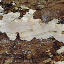 Attēlu rezultāti vaicājumam “Antrodiella”