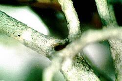 Attēlu rezultāti vaicājumam “Cladonia mitis”