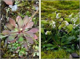 Attēlu rezultāti vaicājumam “Erophila verna flower”