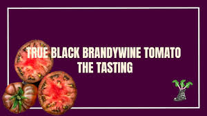 Afbeeldingsresultaat voor black brandywine tomato