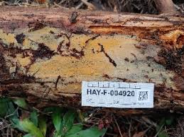 Attēlu rezultāti vaicājumam “Phlebia serialis”