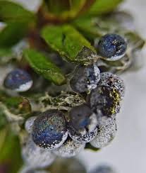 Attēlu rezultāti vaicājumam “Badhamia lilacina”