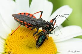 Attēlu rezultāti vaicājumam “Rhynocoris annulatus imago”