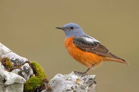 Image result for Monticola saxatilis