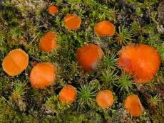 Attēlu rezultāti vaicājumam “Octospora humosa”