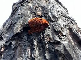 Attēlu rezultāti vaicājumam “Gloeophyllum trabeum”