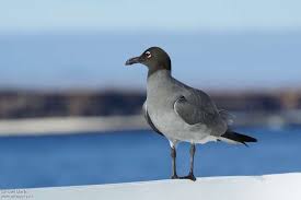 Attēlu rezultāti vaicājumam “Fuligo laevis”