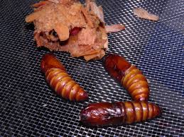 Attēlu rezultāti vaicājumam “Cossus cossus larva”