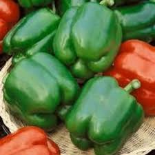 Afbeeldingsresultaat voor california wonder 300 sweet pepper